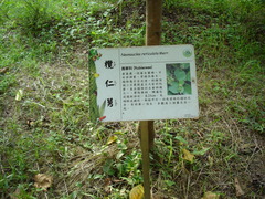 Neonauclea reticulata