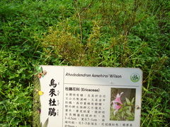 Rhododendron kanehirai