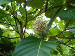 Neonauclea reticulata