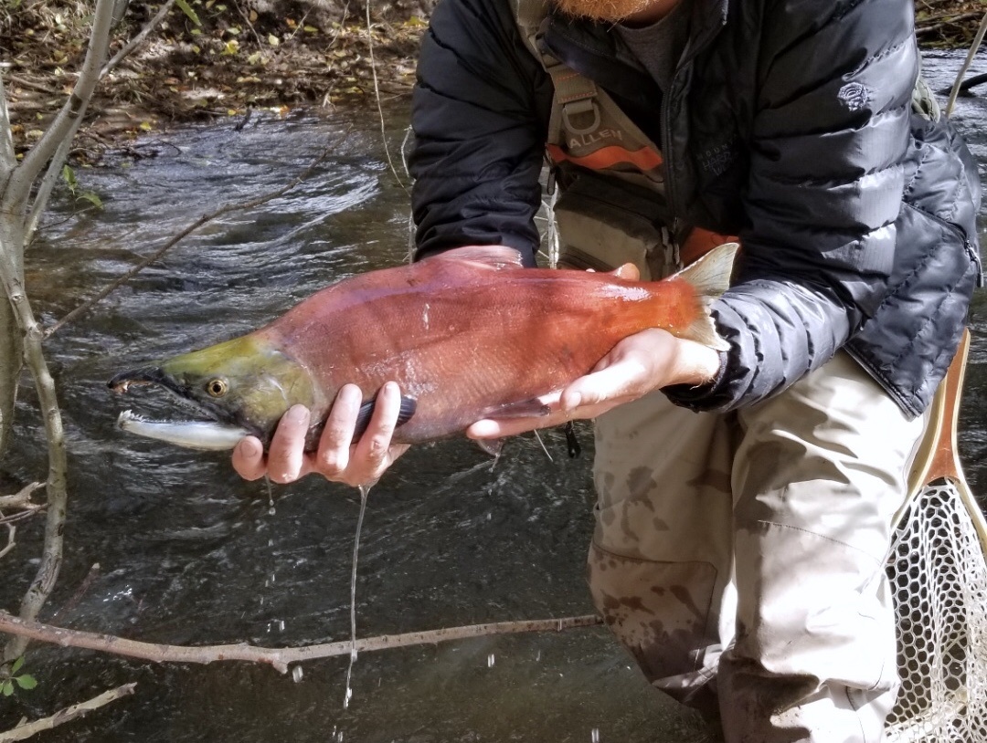 Kokanee, Oncorhynchus nerka