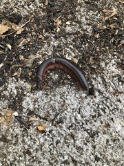 Narceus americanus