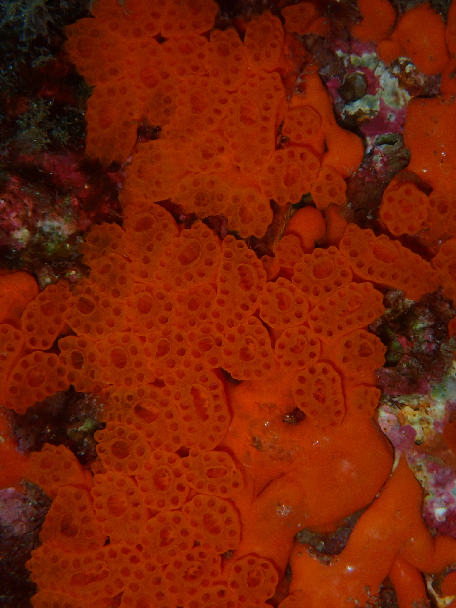 Distaplia corolla Monniot F., 1974