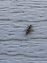 Graphopsocus