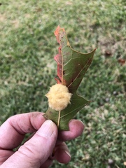 Callirhytis infuscata