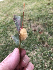 Callirhytis infuscata