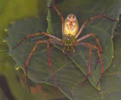 Peucetia madagascariensis