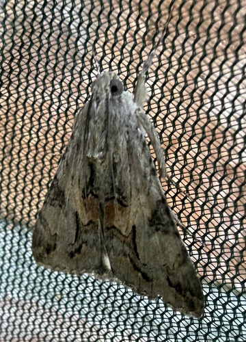 Merry Graphic Moth photo 4