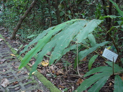 Alpinia kawakamii