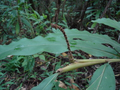Alpinia kawakamii