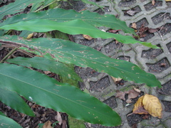 Alpinia kawakamii