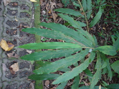 Alpinia kawakamii