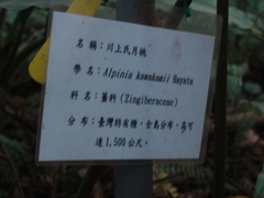 Alpinia kawakamii