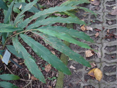 Alpinia kawakamii