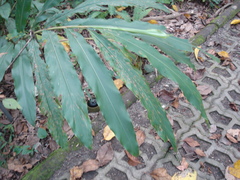 Alpinia kawakamii
