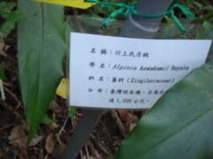 Alpinia kawakamii