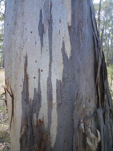 Eucalyptus dawsonii