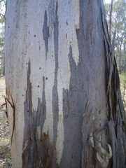 Eucalyptus dawsonii