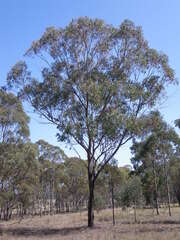 Eucalyptus dawsonii, photograph (c) Lachlan Copeland, some rights reserved (CC BY-SA)