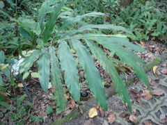 Alpinia kawakamii