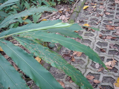 Alpinia kawakamii