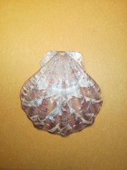 Flexopecten flexuosus