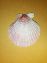 Aequipecten opercularis