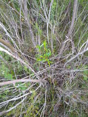 Eucalyptus moorei, photograph (c) Lachlan Copeland, some rights reserved (CC BY-SA)
