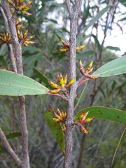 Eucalyptus moorei, photograph (c) Lachlan Copeland, some rights reserved (CC BY-SA)