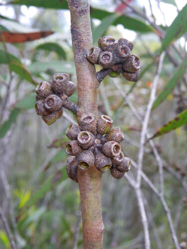 Eucalyptus moorei, photograph 3