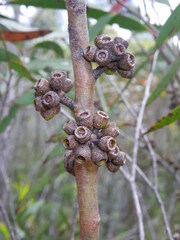 Eucalyptus moorei, photograph (c) Lachlan Copeland, some rights reserved (CC BY-SA)
