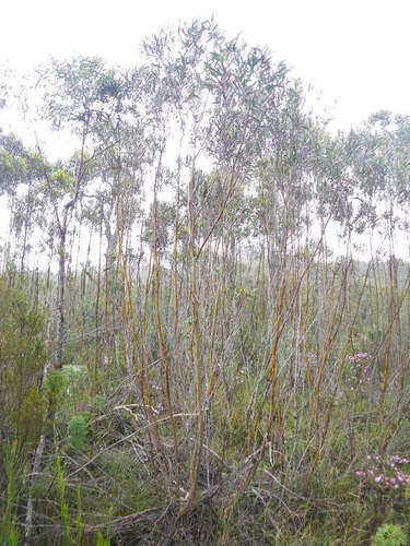 Eucalyptus moorei, photograph 2