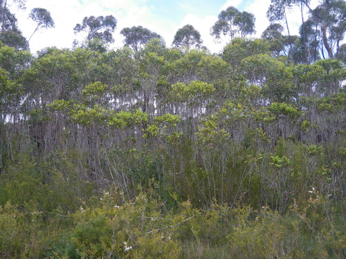 Eucalyptus moorei, photograph 6