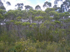 Eucalyptus moorei, photograph (c) Lachlan Copeland, some rights reserved (CC BY-SA)