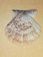 Flexopecten flexuosus