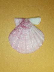 Flexopecten flexuosus