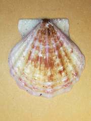 Flexopecten flexuosus