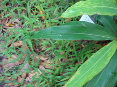 Alpinia mesanthera