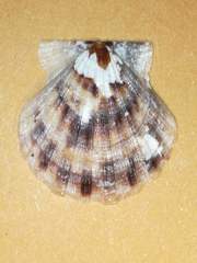 Flexopecten flexuosus