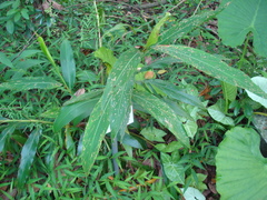 Alpinia mesanthera