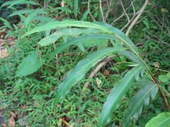 Alpinia mesanthera