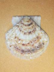 Flexopecten flexuosus