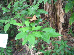 Diospyros rhombifolia