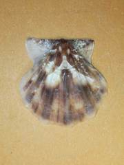 Flexopecten flexuosus