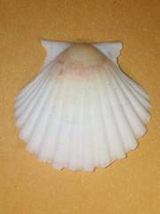 Pecten jacobaeus