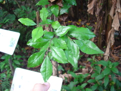 Diospyros rhombifolia