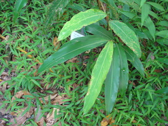 Alpinia mesanthera