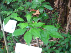 Diospyros rhombifolia