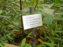 Alpinia mesanthera