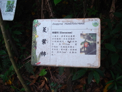 Diospyros rhombifolia