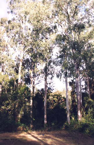 Eucalyptus dunnii, photograph 2